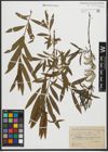 Foto von Salix purpurea L. x Salix viminalis L.